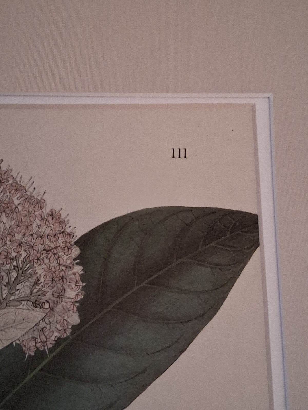  Botanical Floral Matted Portrait titled 'Ixora parviflora' by Nathaniel Wallich