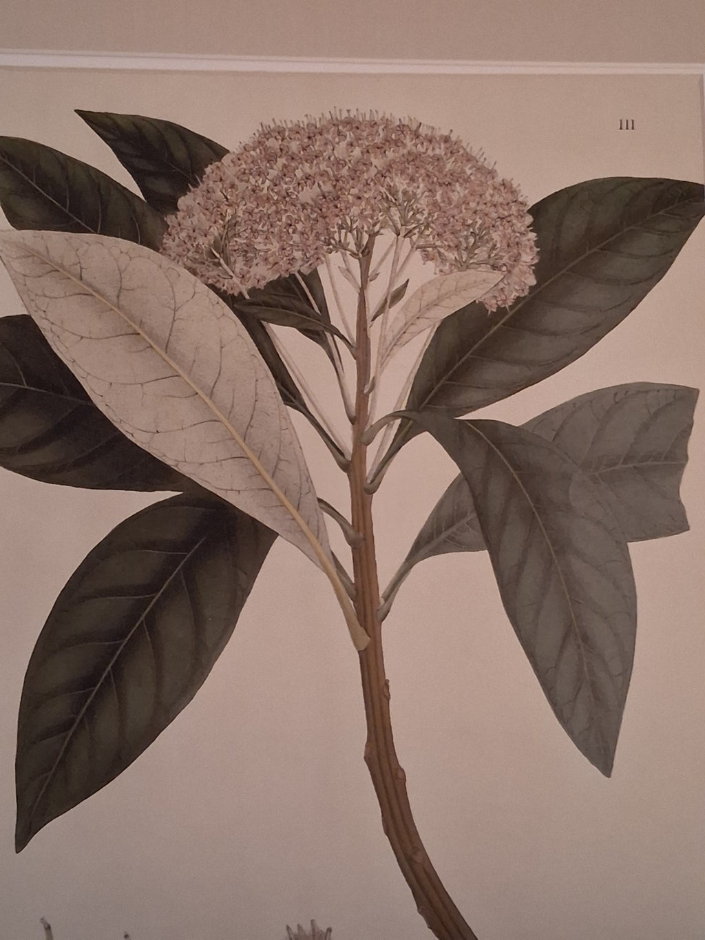  Botanical Floral Matted Portrait titled 'Ixora parviflora' by Nathaniel Wallich