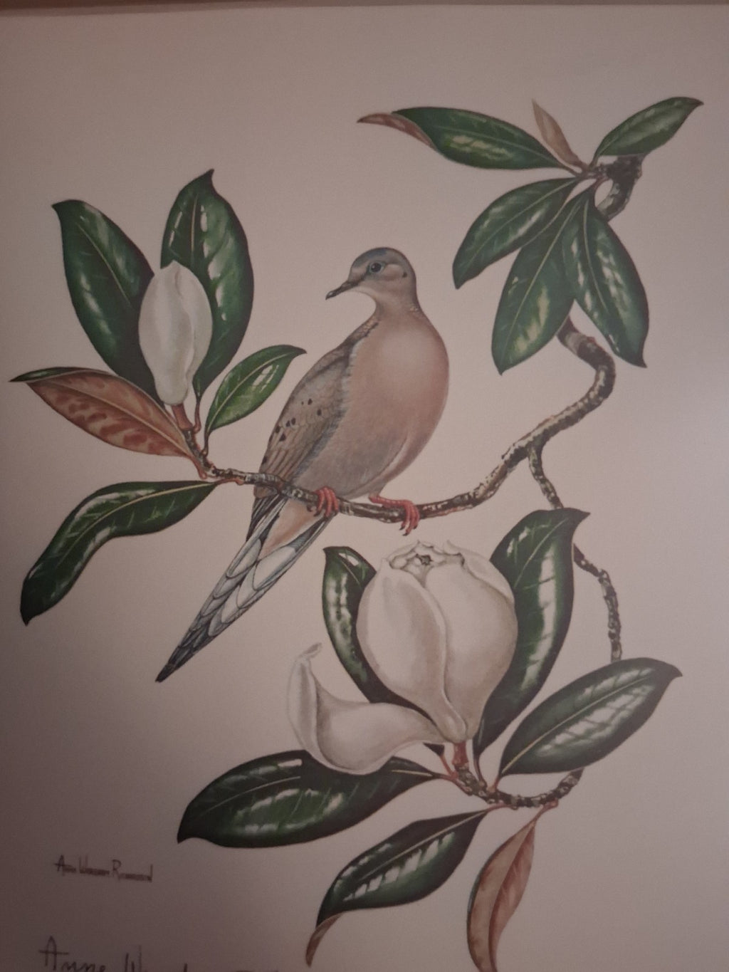 Anne Worsham Richardson Mourning Dove Magnolia Signed Art Print