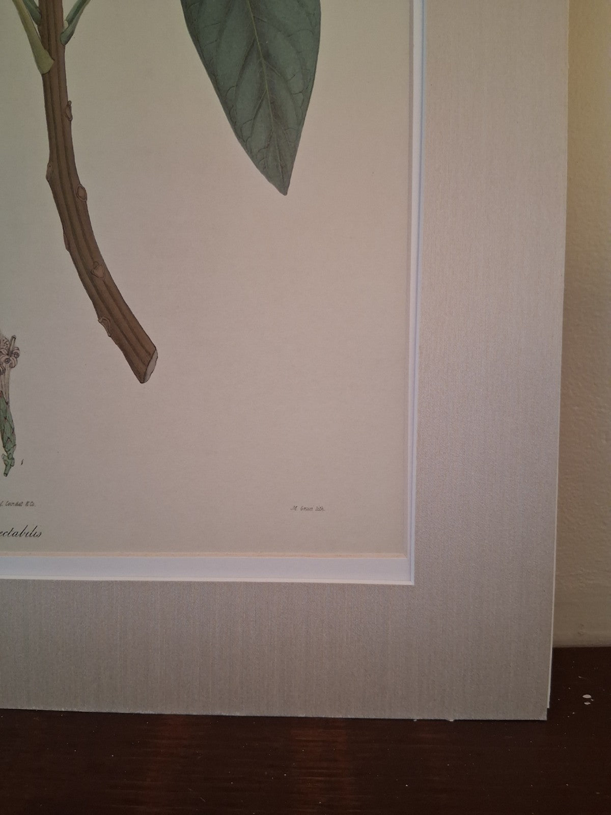  Botanical Floral Matted Portrait titled 'Ixora parviflora' by Nathaniel Wallich
