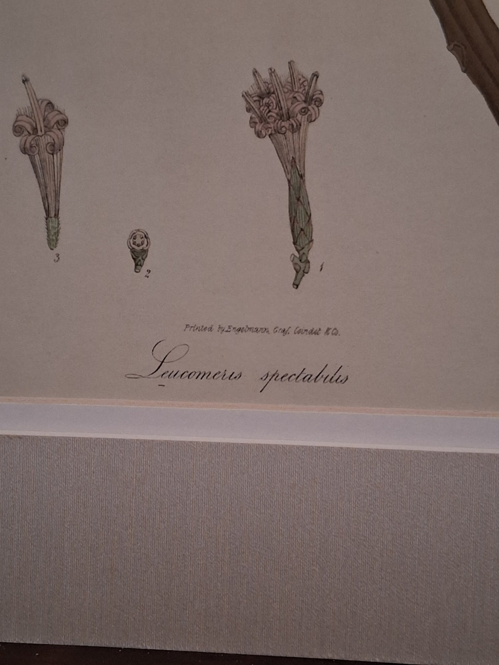  Botanical Floral Matted Portrait titled 'Ixora parviflora' by Nathaniel Wallich