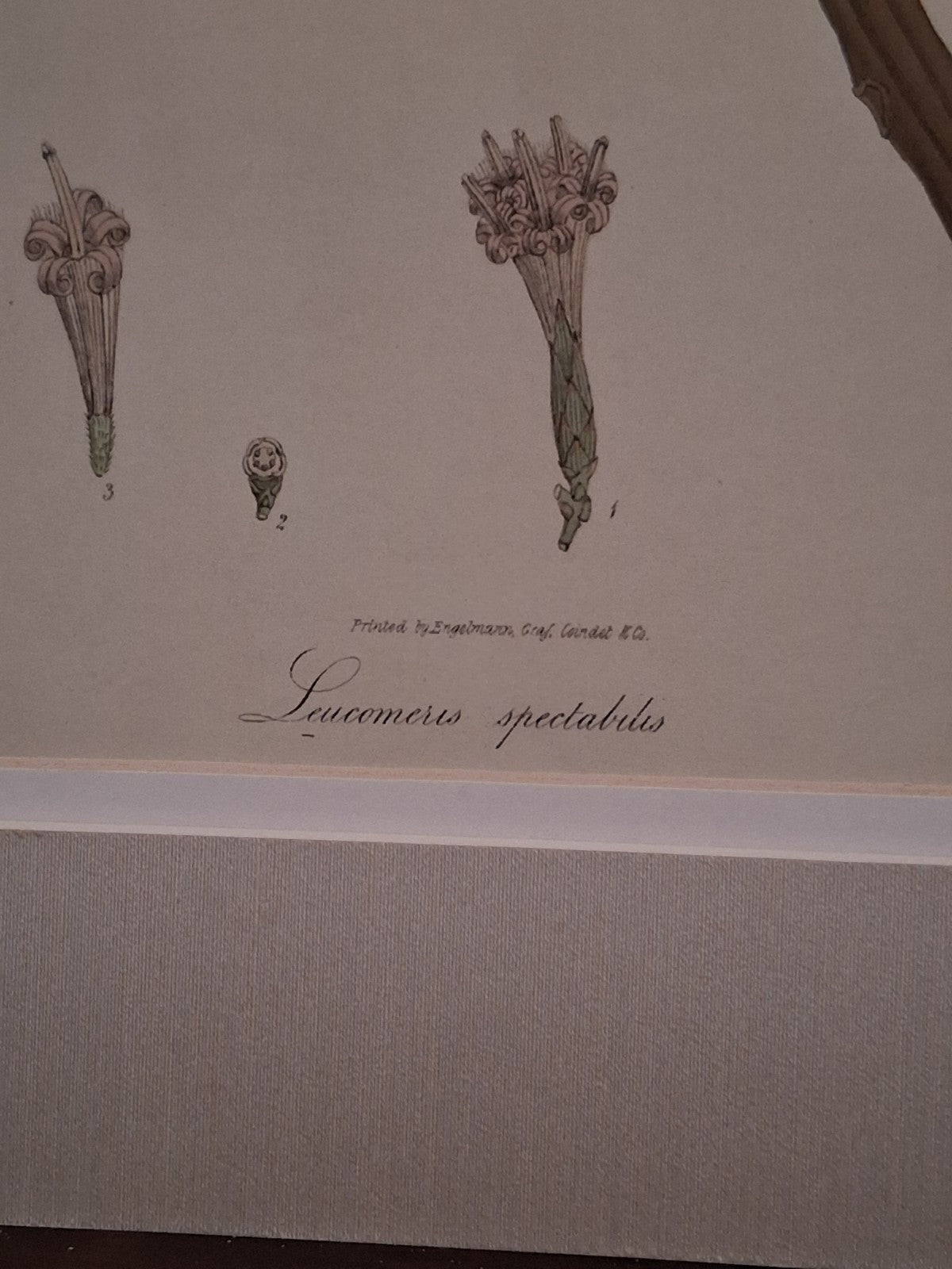  Botanical Floral Matted Portrait titled 'Ixora parviflora' by Nathaniel Wallich