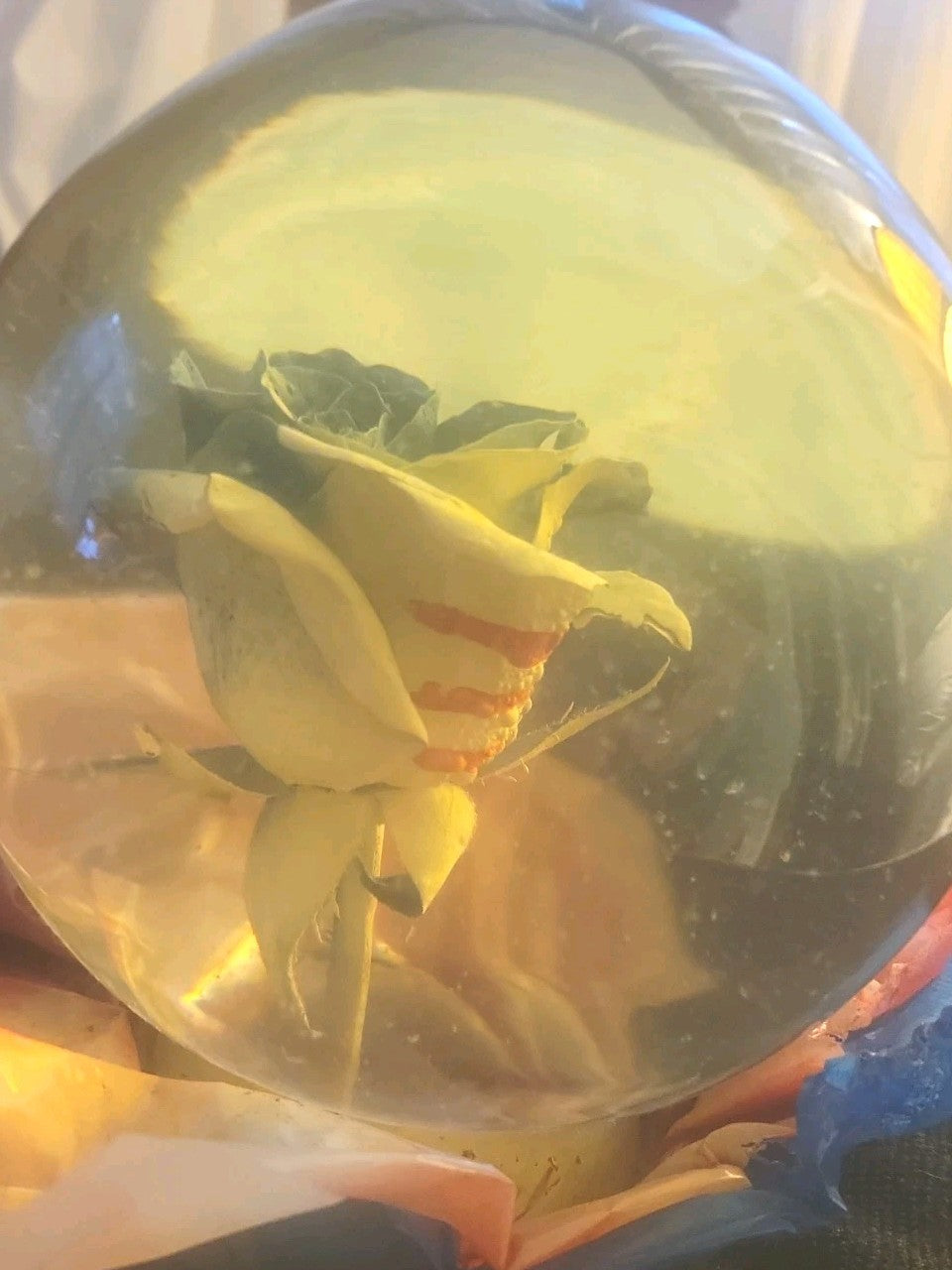 Rose July 4th Water Globe