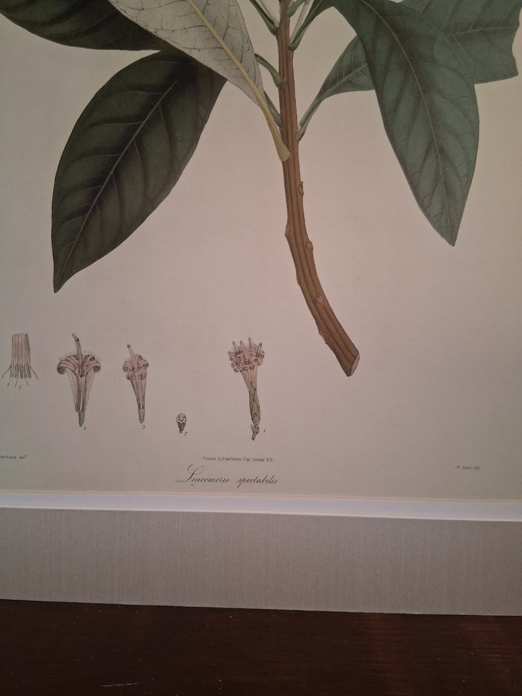  Botanical Floral Matted Portrait titled 'Ixora parviflora' by Nathaniel Wallich