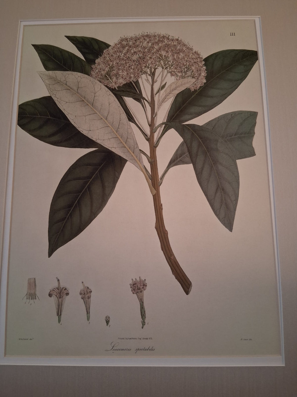  Botanical Floral Matted Portrait titled 'Ixora parviflora' by Nathaniel Wallich