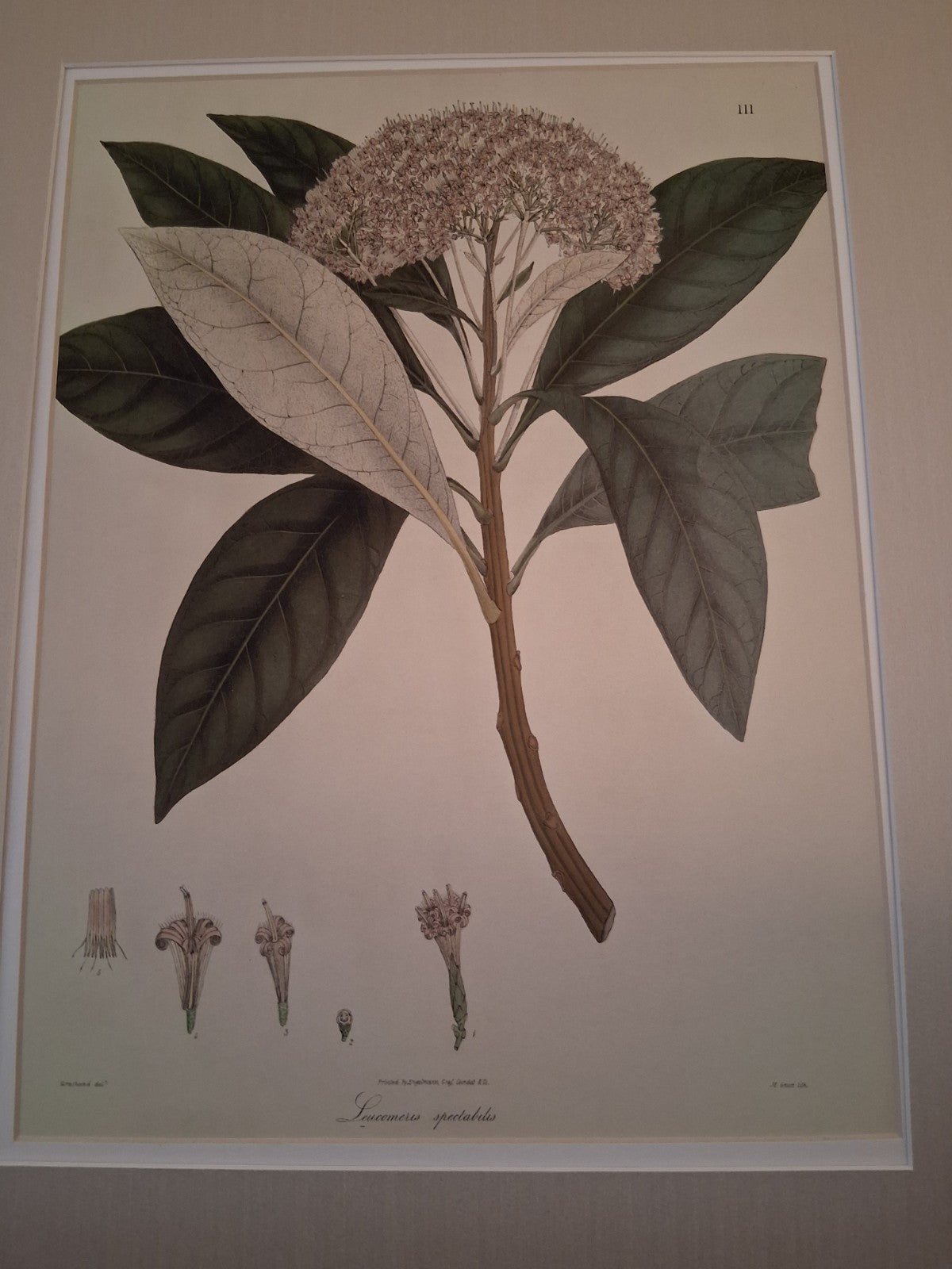  Botanical Floral Matted Portrait titled 'Ixora parviflora' by Nathaniel Wallich