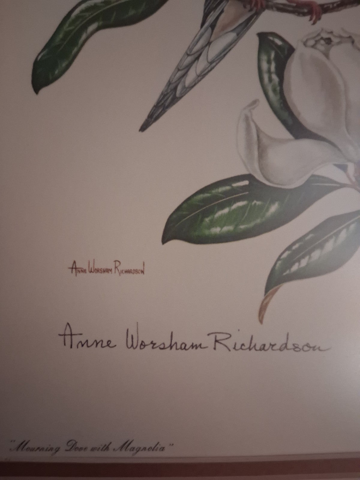 Anne Worsham Richardson Mourning Dove Magnolia Signed Art Print