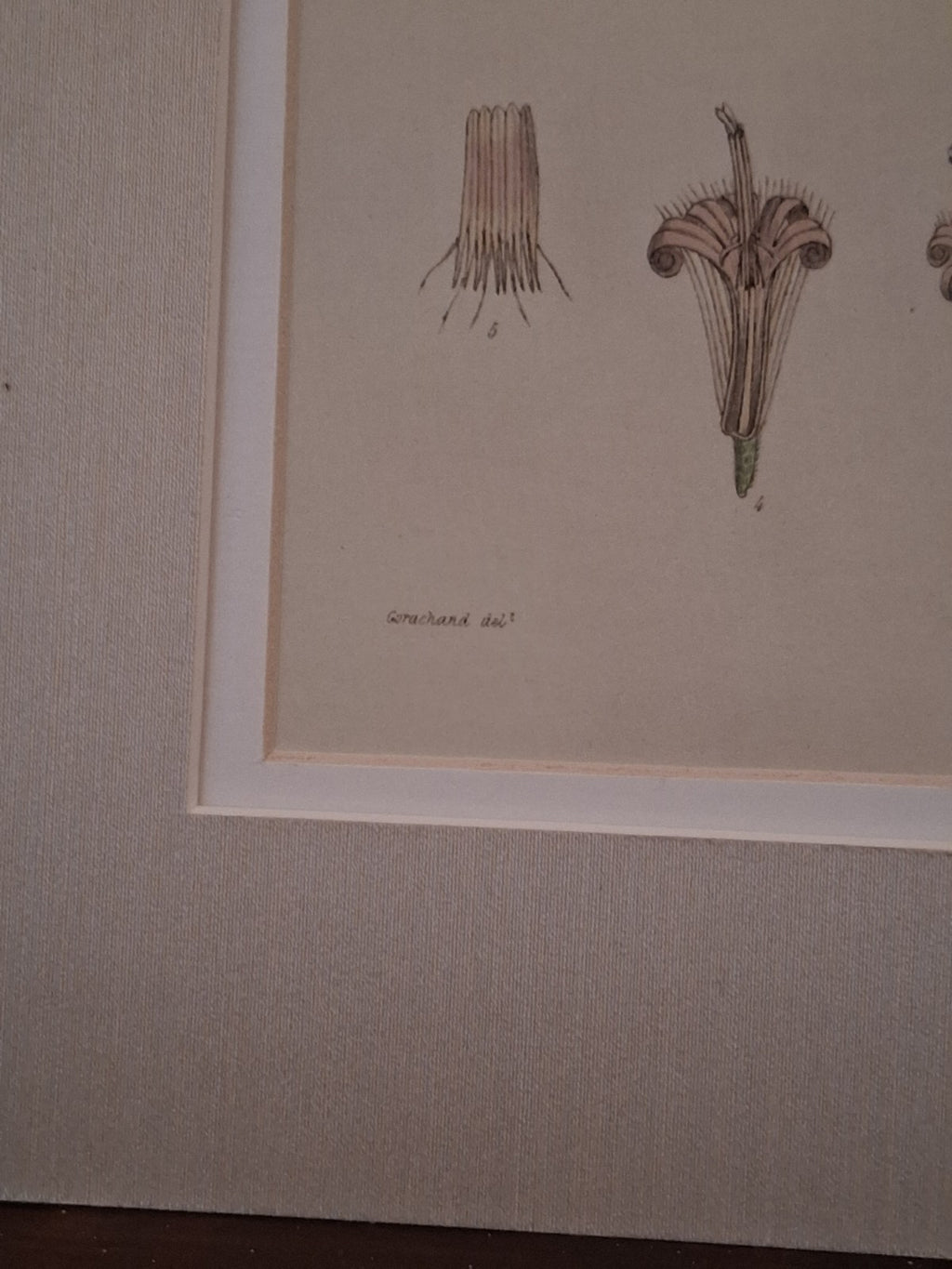  Botanical Floral Matted Portrait titled 'Ixora parviflora' by Nathaniel Wallich