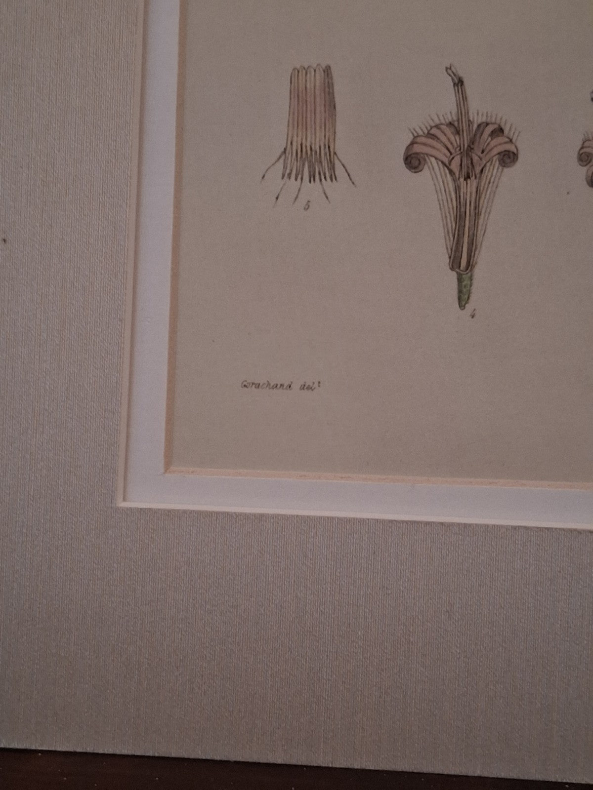  Botanical Floral Matted Portrait titled 'Ixora parviflora' by Nathaniel Wallich