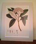  Botanical Floral Matted Portrait titled 'Ixora parviflora' by Nathaniel Wallich